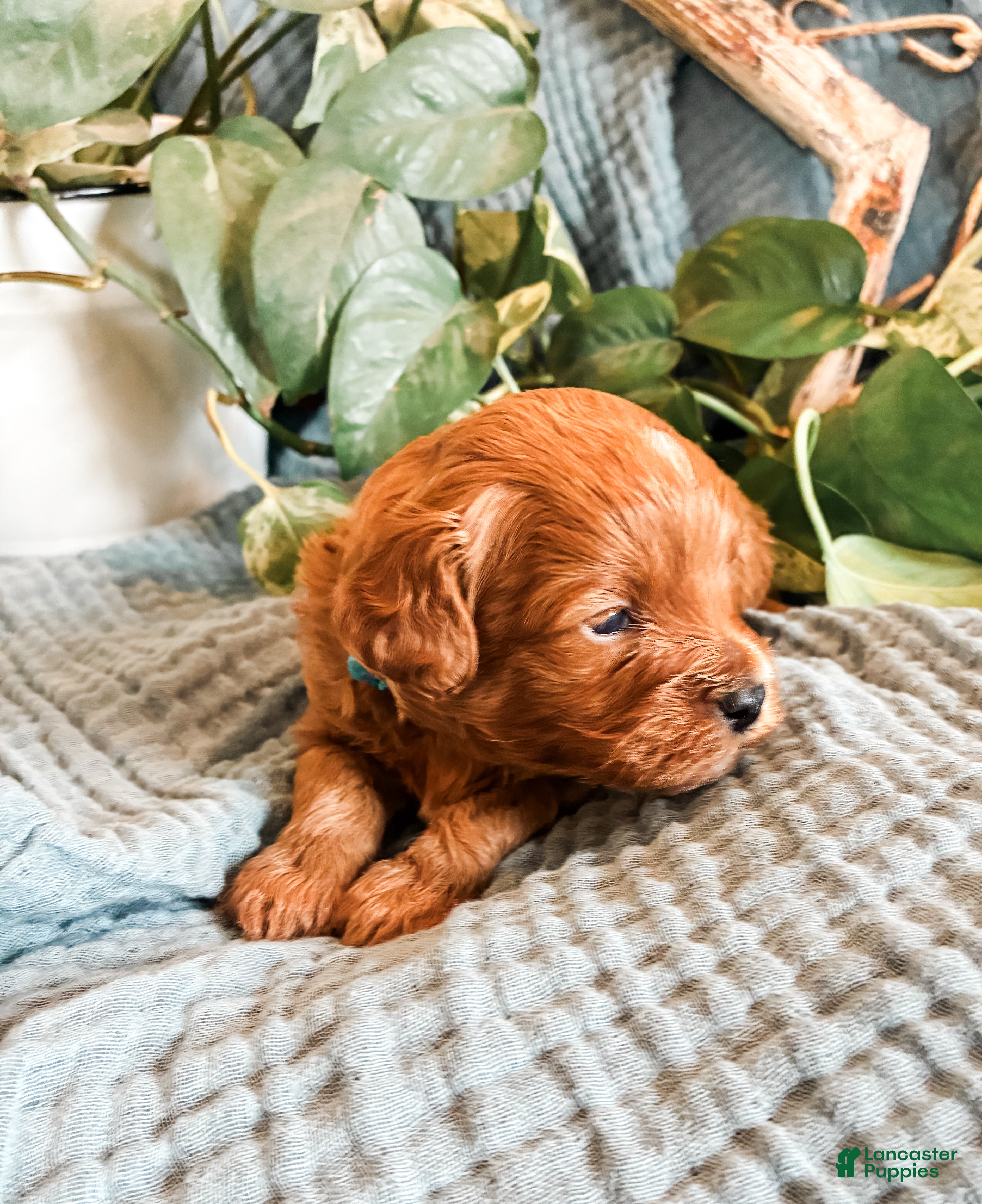 Cavapoo dogs Mossy - Ad 2