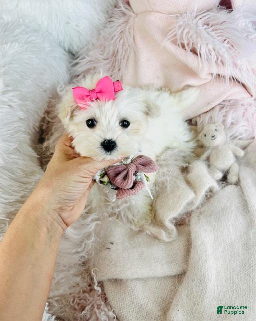 Maltese dogs for sale: Maltese Puppy 1 - Ad 4
