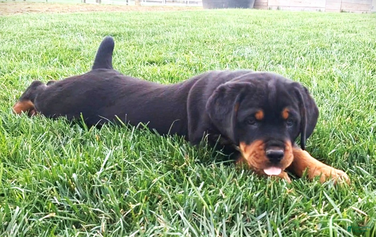 Mixed Breed dogs Bronny  - Ad 2