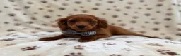 Cavapoo dogs for sale: Dax - Ad 7