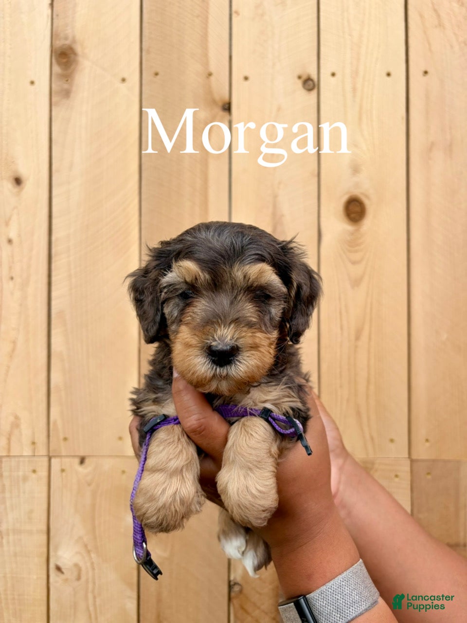 Mixed Breed dogs Morgan - Ad 2