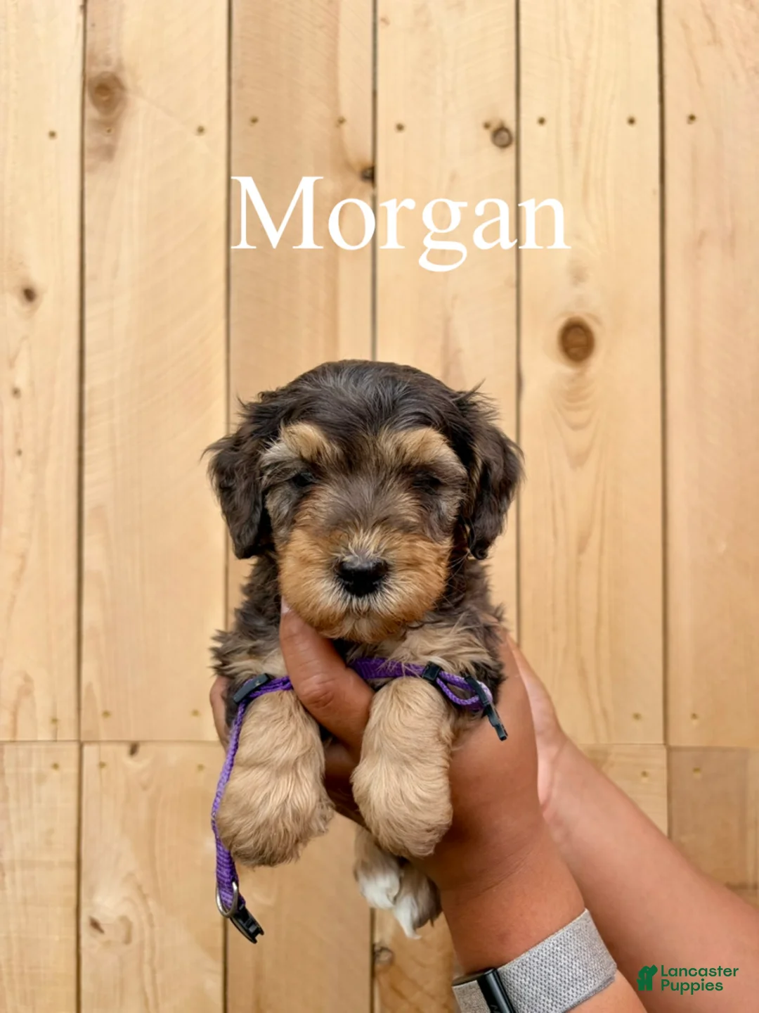 Mixed Breed dogs for sale: Morgan - Ad 2