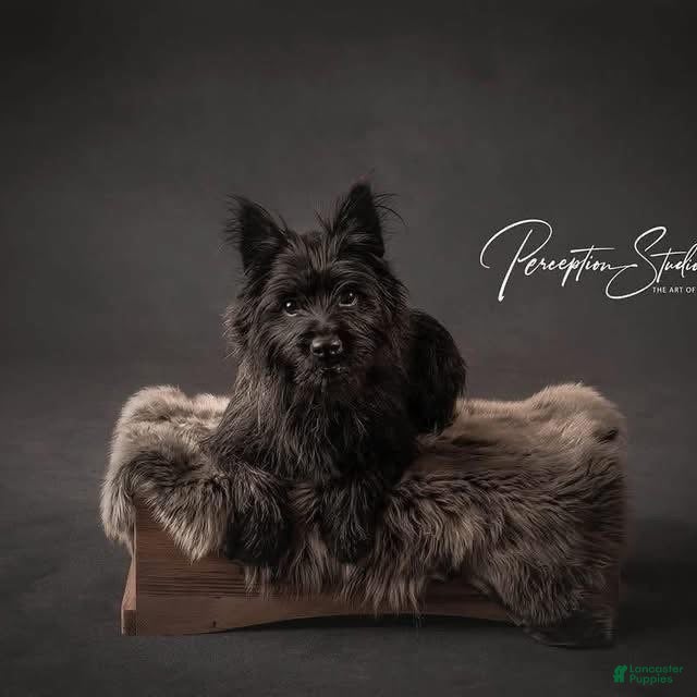 Cairn Terrier dogs Esme - Ad 2