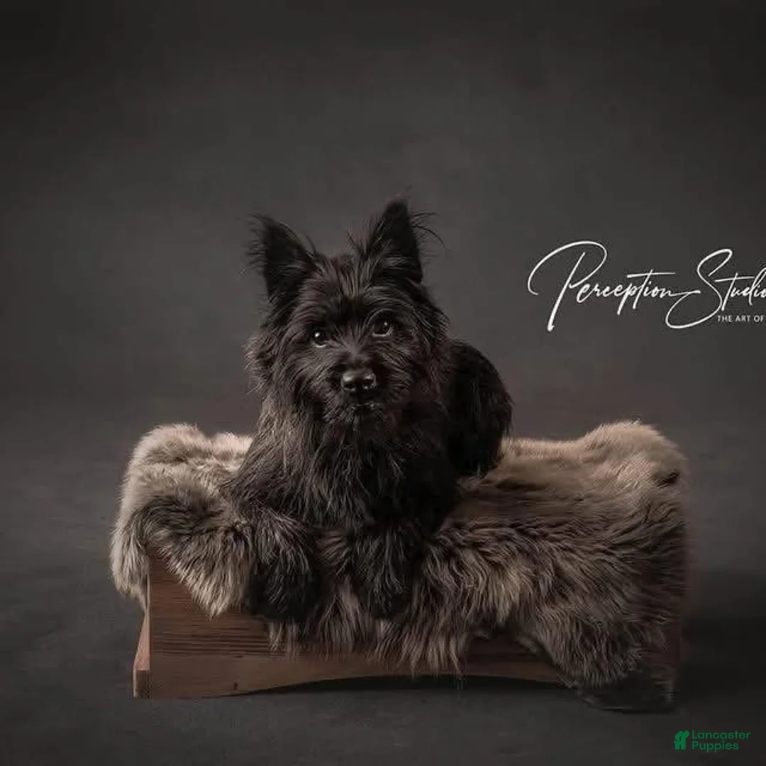 Cairn Terrier dogs for sale: Ellie - Ad 2