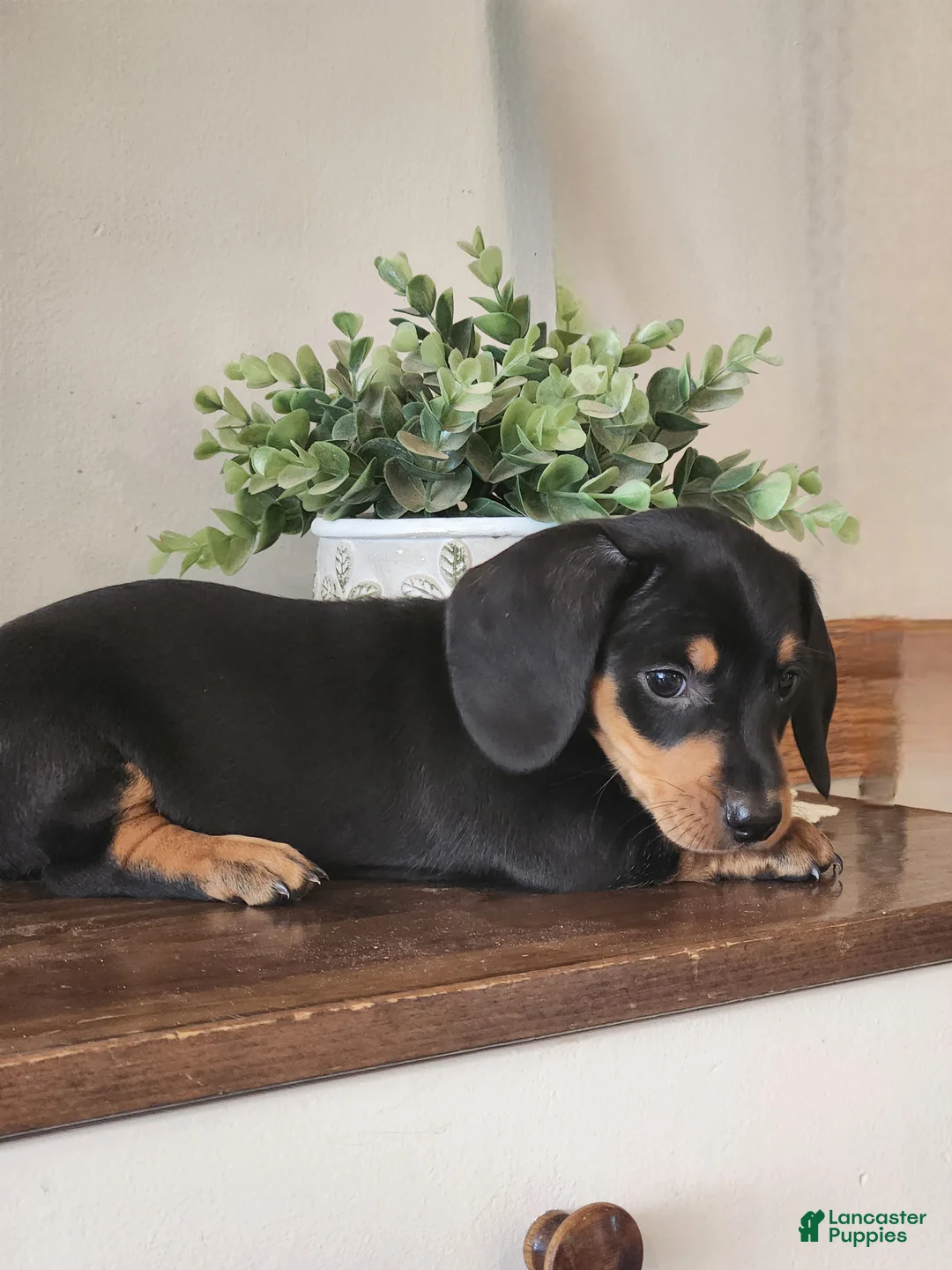 Miniature Dachshund dogs for sale: Randy - Ad 2