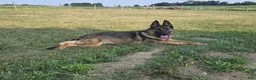 German Shepherd dogs for sale: German Shepherd 1 - Ad 4