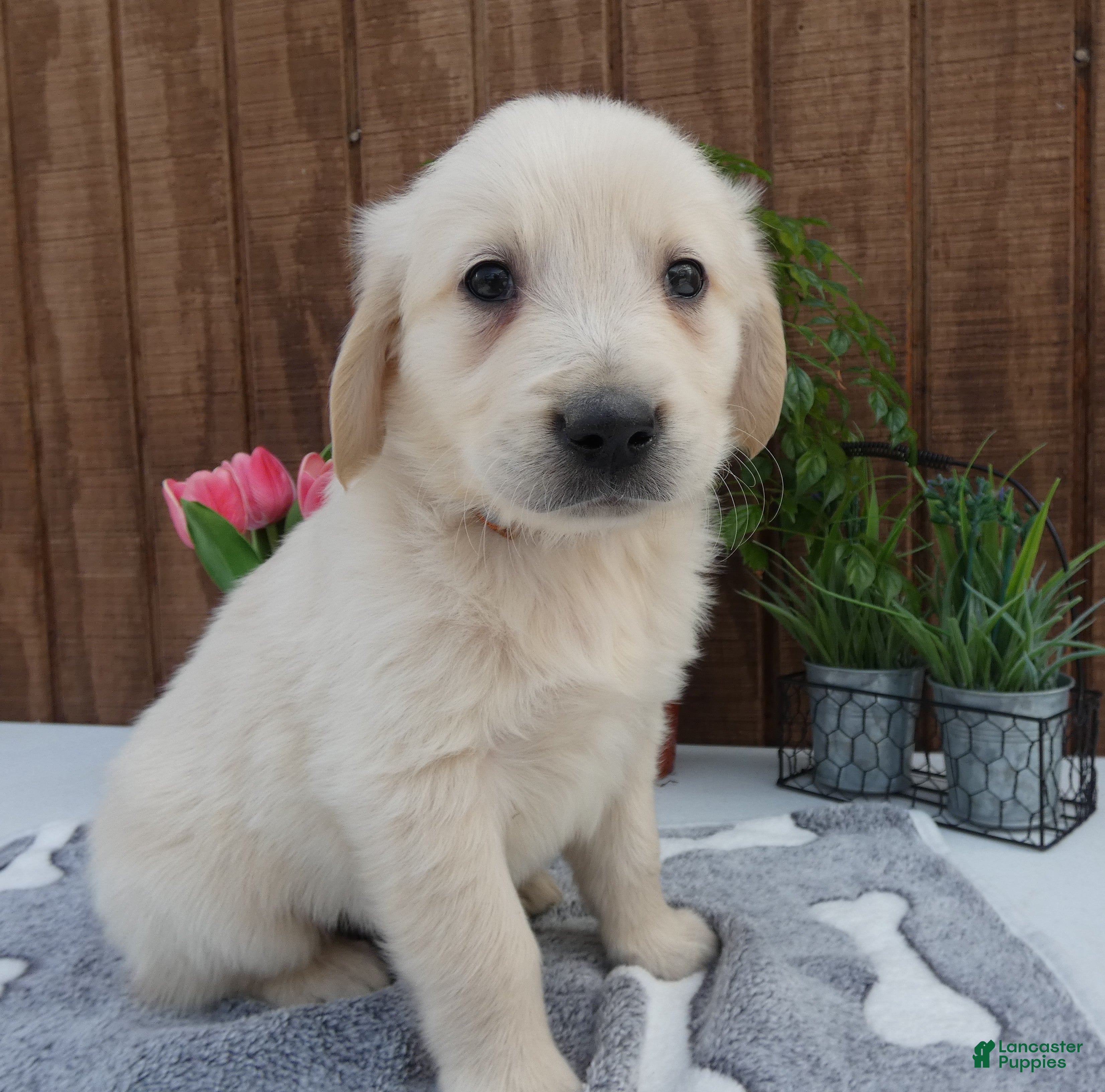 Golden Retriever dogs Golden Retriever 2 Dextor - Ad 19