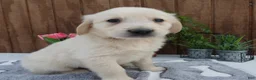 Golden Retriever dogs for sale: Golden Retriever 2 Dextor - Ad 2