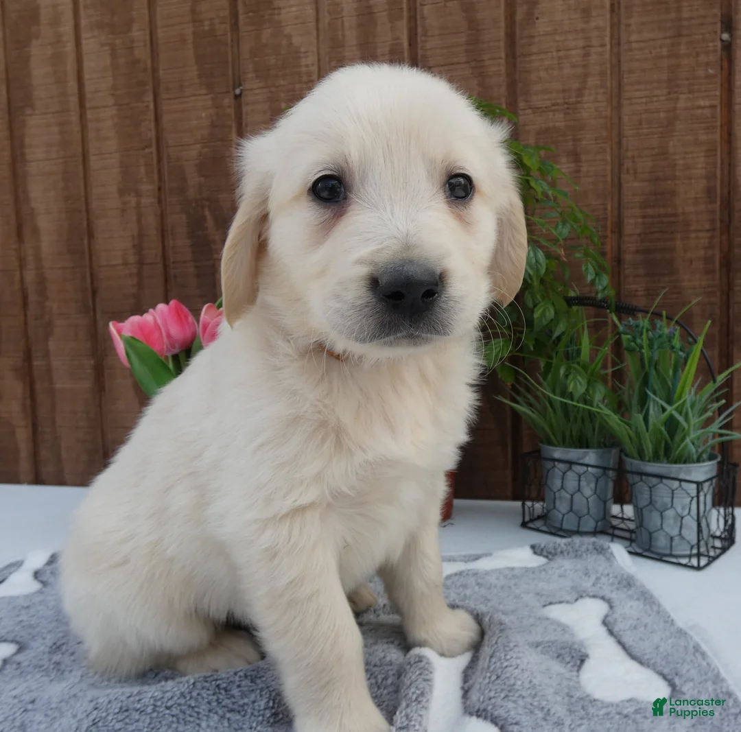 Golden Retriever dogs for sale: Golden Retriever 2 Dextor - Ad 2