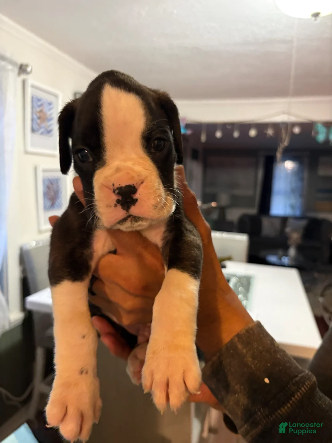 Boxer dogs for sale: Boxer Calvin Puppy 3 - Ad 1