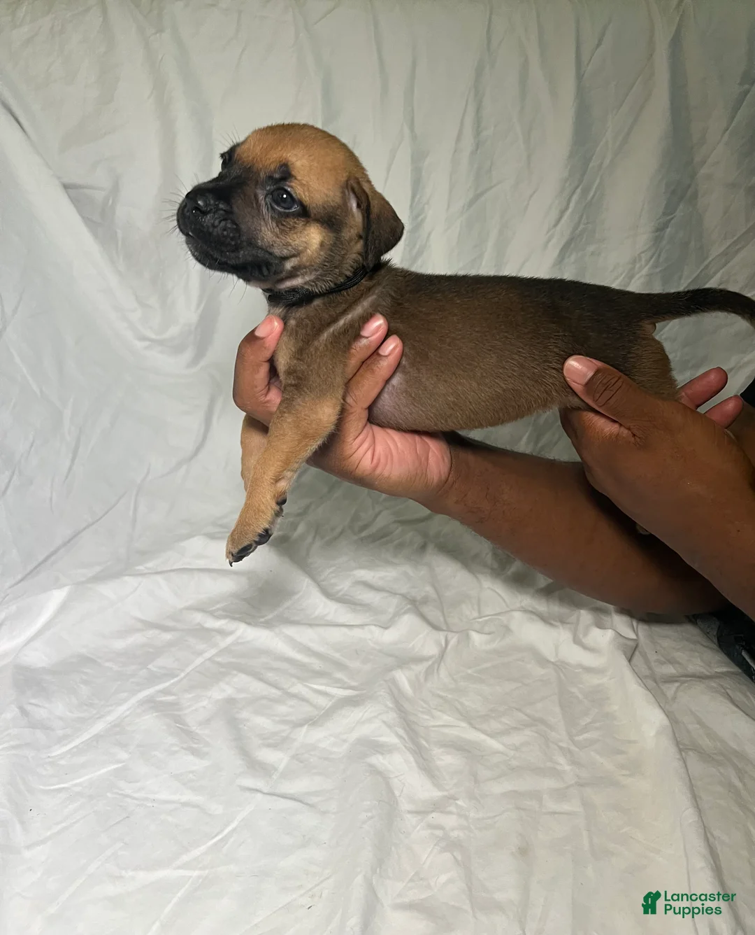 Presa Canario dogs for sale: Presa Canario 3 - Ad 2