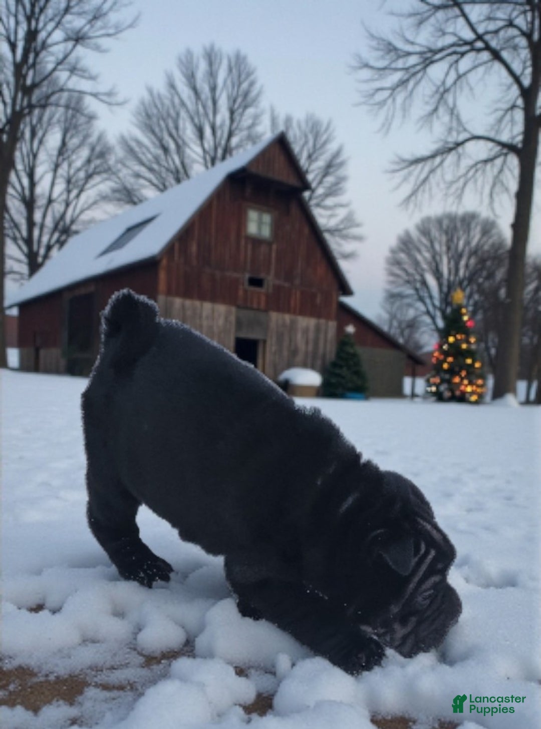 Shar Pei dogs for sale: Ebony mini  - Ad 7