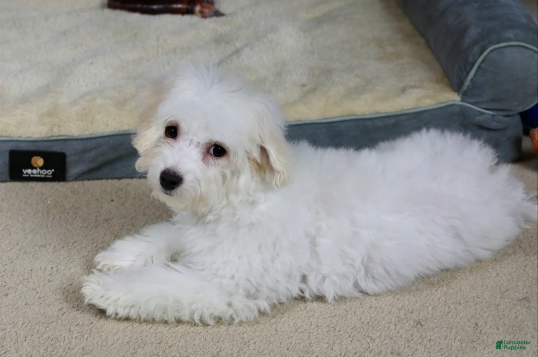 Teddy Bear dogs for sale: Dasher - Ad 7