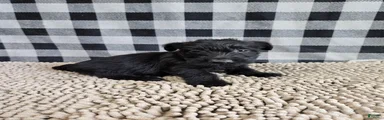 Scottish Terrier Puppy 2