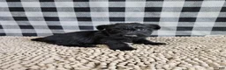 Scottish Terrier dogs for sale: Scottish Terrier Puppy 2 - Ad 1