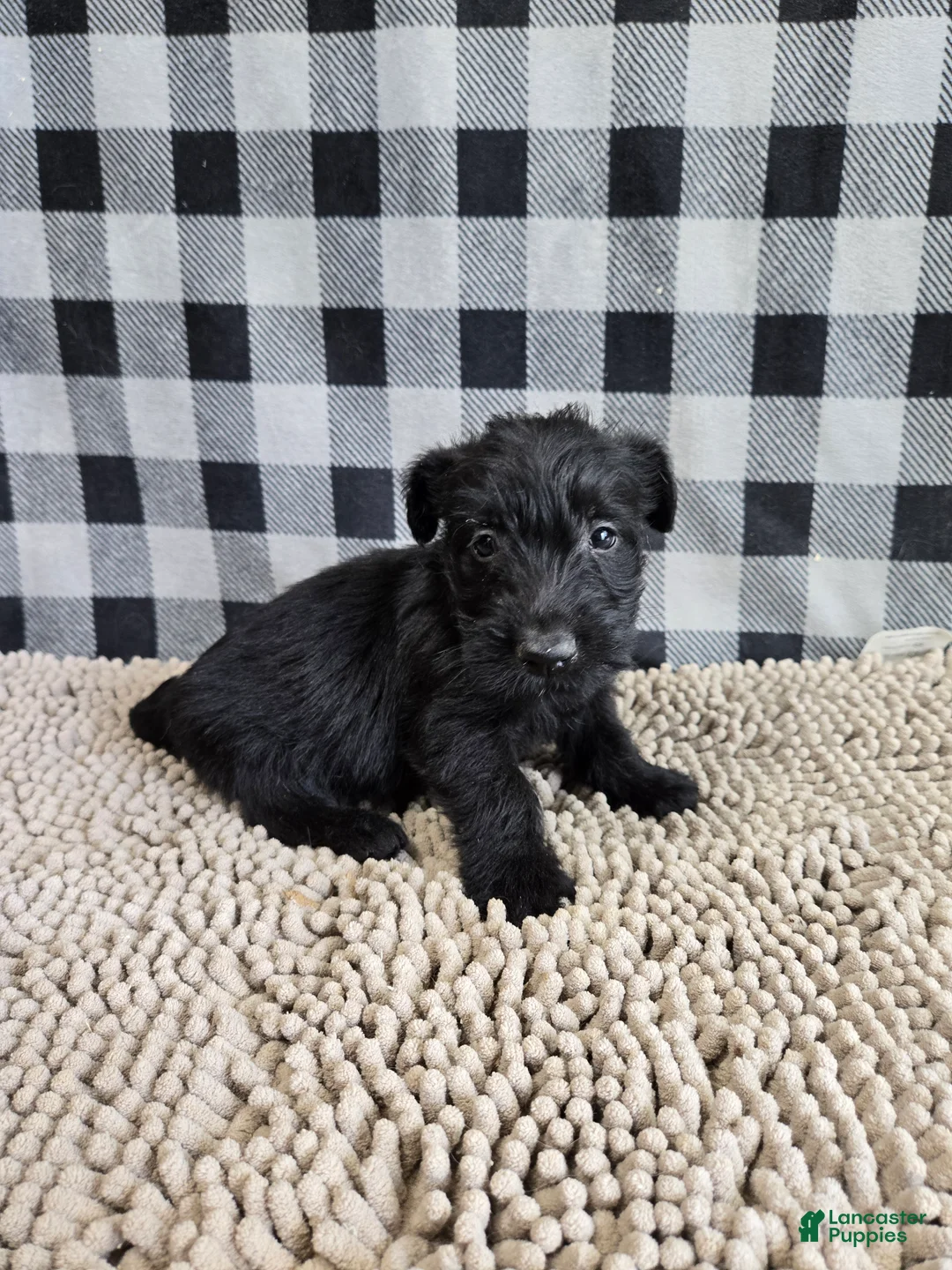 Scottish Terrier dogs for sale: Scottish Terrier Puppy 2 - Ad 1