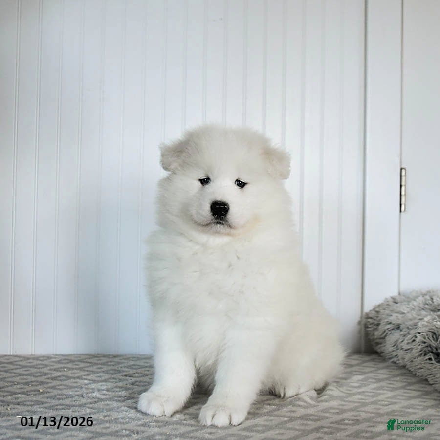 Samoyed dogs Pearl - Ad 1