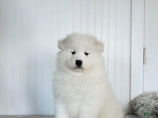 Samoyed dogs Pearl - Ad 1