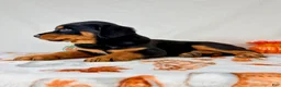 Rottweiler dogs for sale: AKC Duke - Ad 3