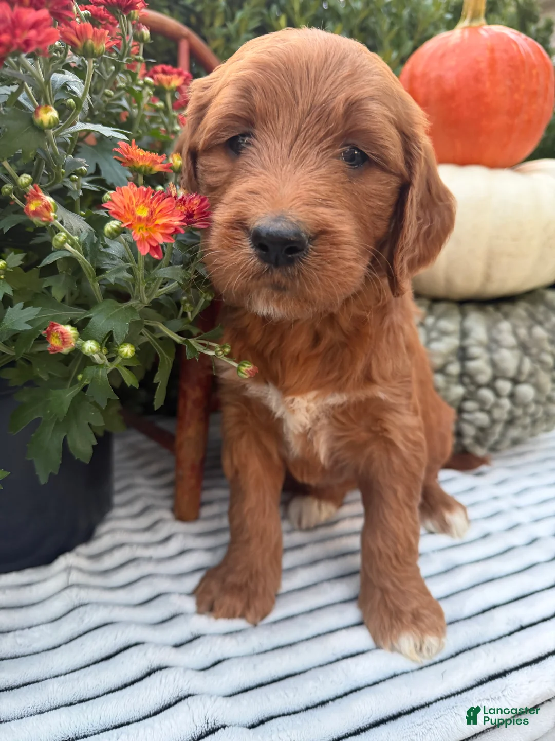 Goldendoodle dogs for sale: MOCHA  - Ad 2