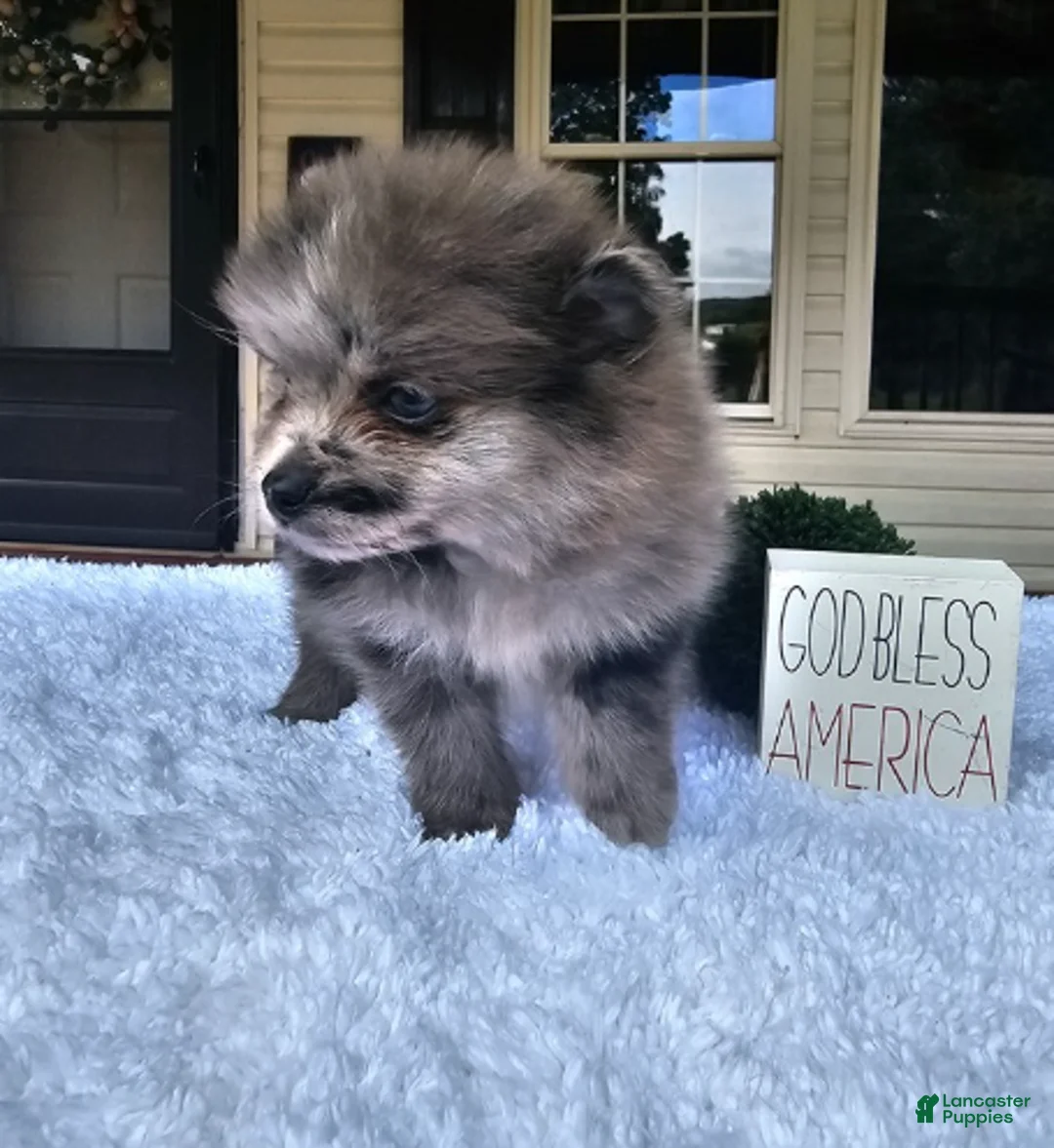 Pomeranian dogs for sale: Pomeranian 1 - Ad 2