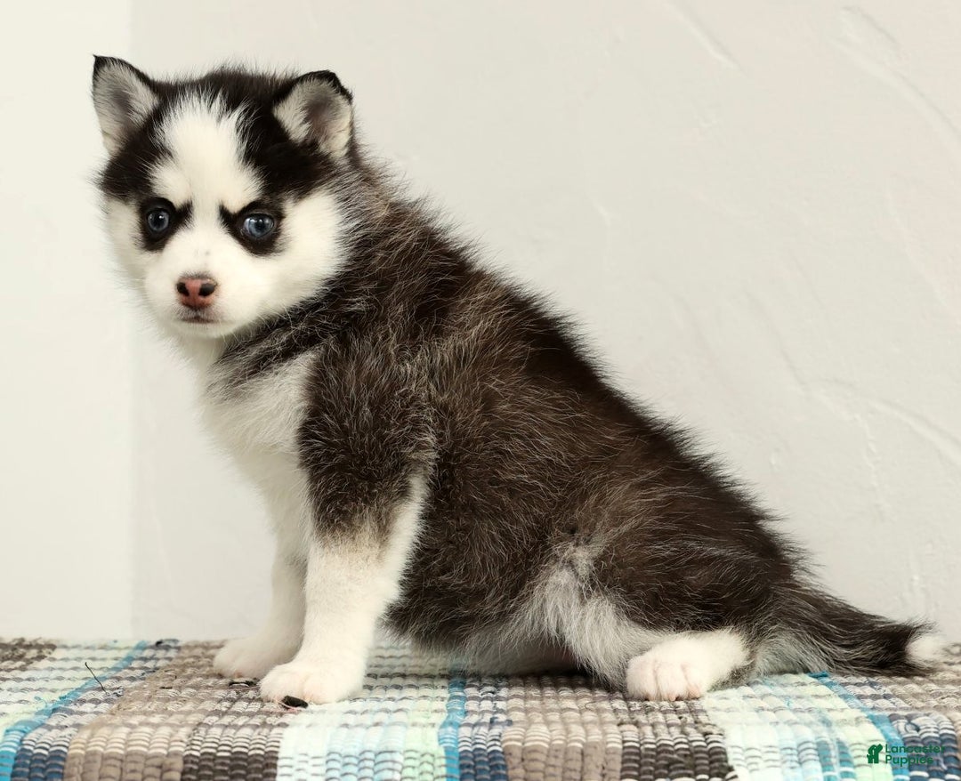 Pomsky dogs for sale: Tara - Ad 2