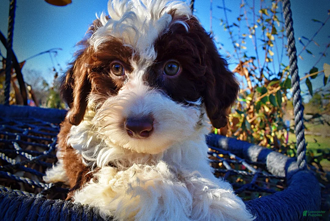 Havapoo dogs for sale: Simba - Ad 5