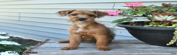 Jackapoo dogs for sale: SPECIAL NEEDS Janet - Ad 5