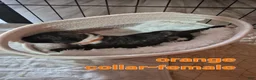 Great Dane dogs for sale: Yaria - Ad 2