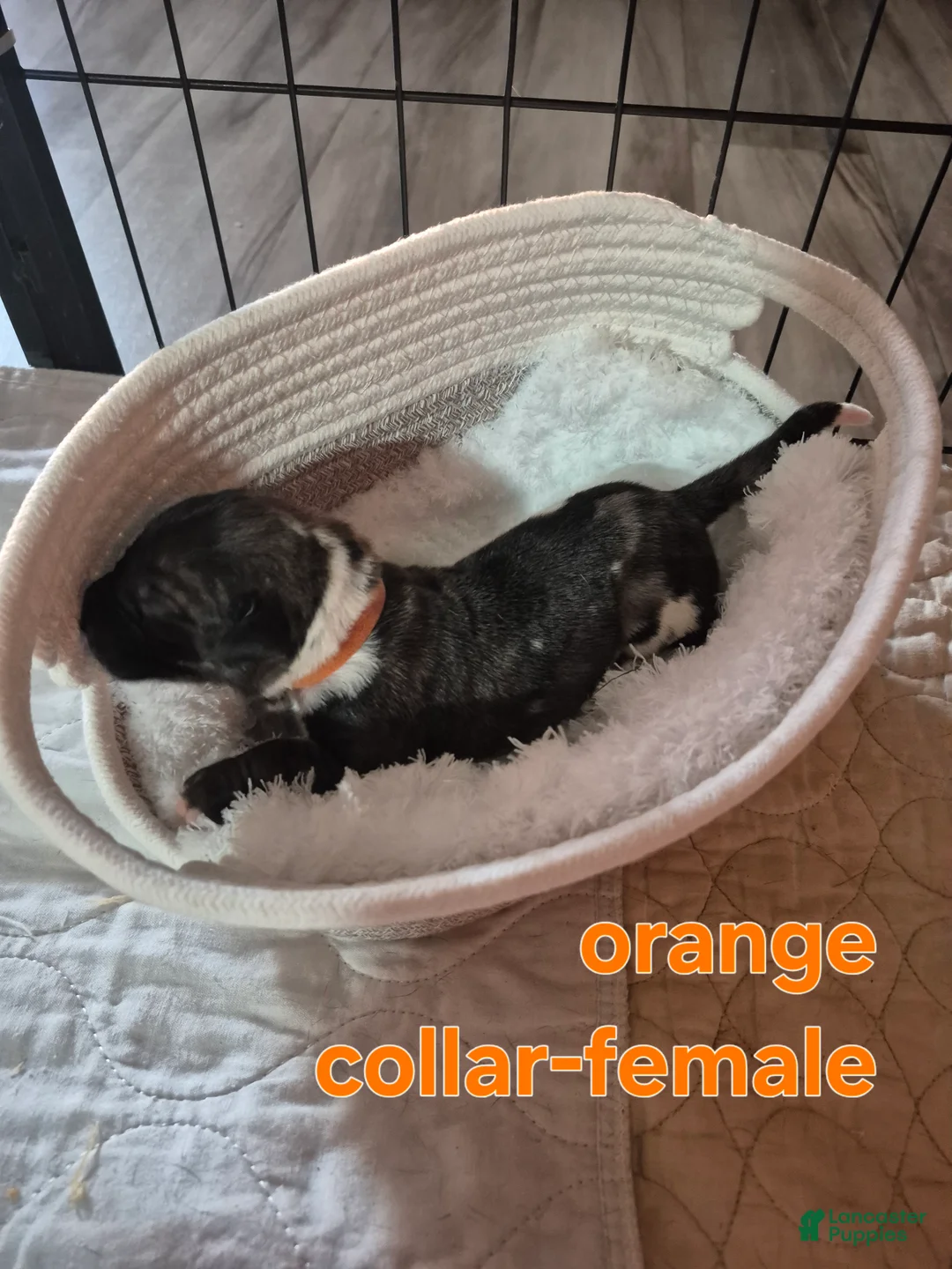 Great Dane dogs for sale: Yaria - Ad 2