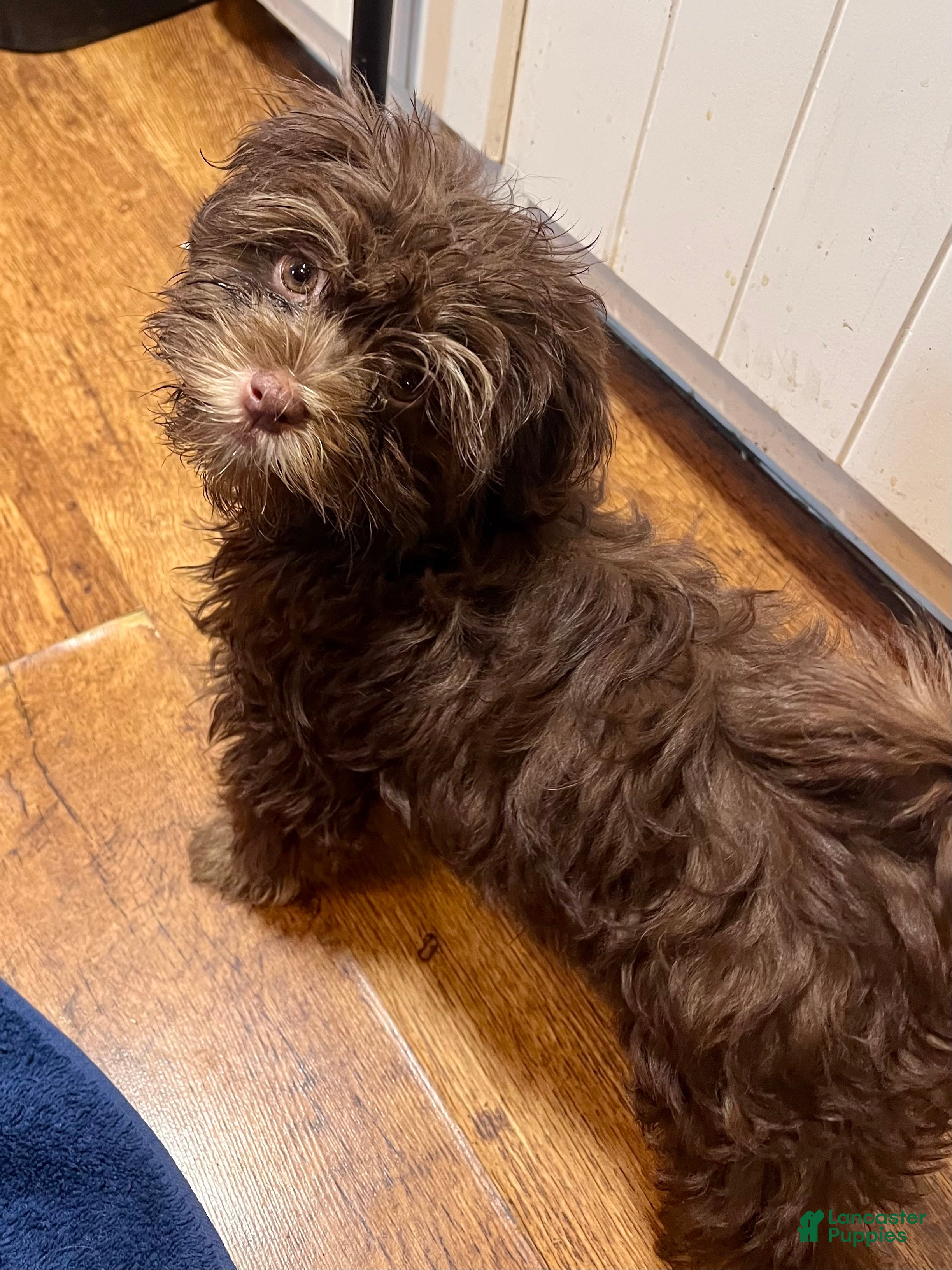 Havanese dogs Simon new pics - Ad 2