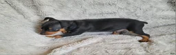 Miniature Pinscher dogs for sale: Parlo  - Ad 5