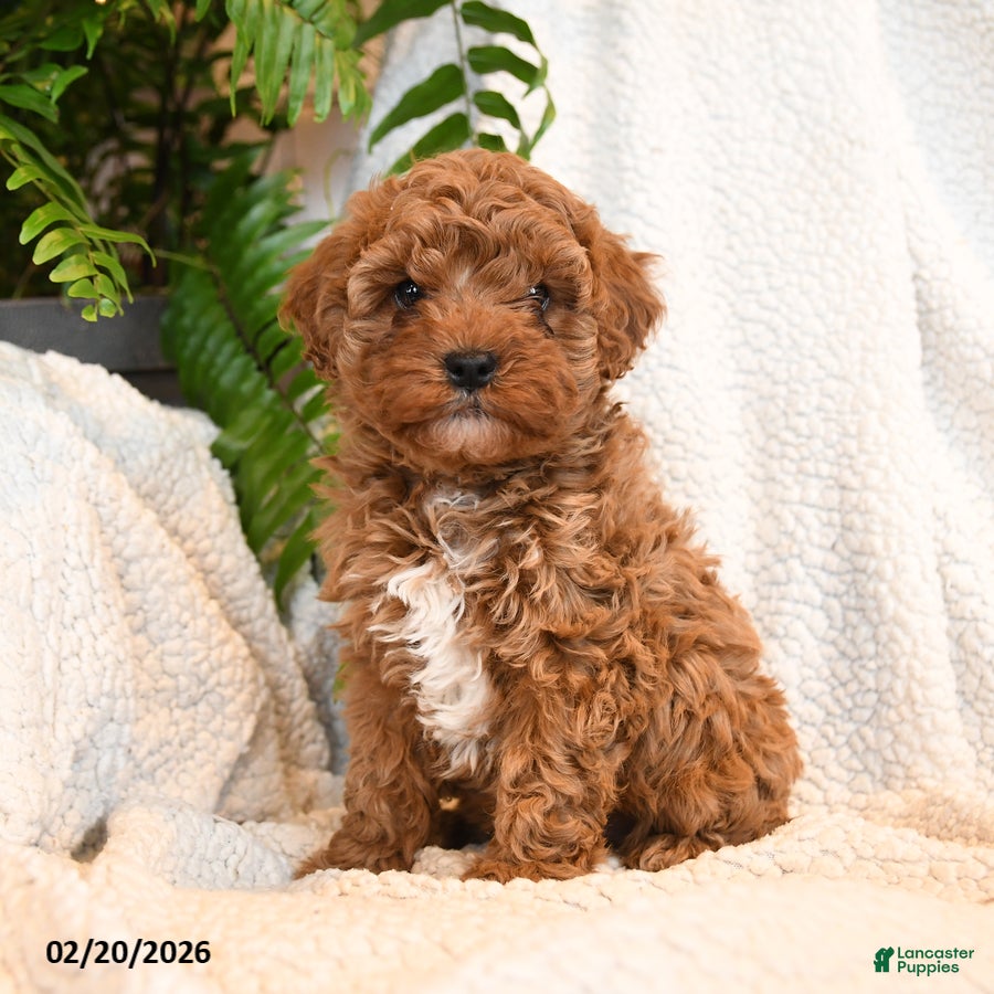 Cavapoo dogs Ollie - Ad 1