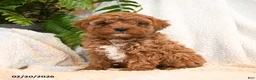 Cavapoo dogs for sale: Ollie - Ad 1