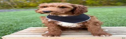 Irish Doodle dogs for sale: Cody - Ad 15