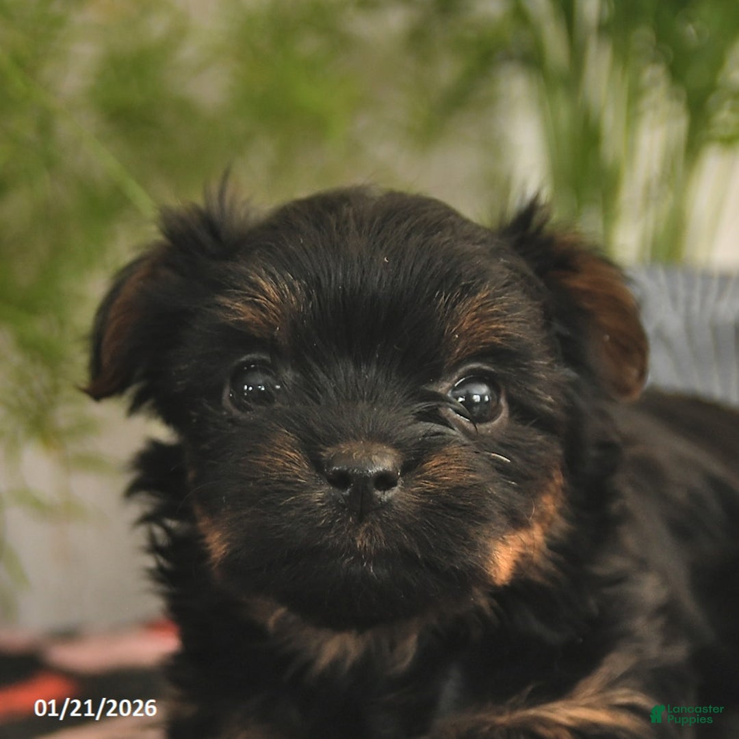 Yorkshire Terrier dogs for sale: Sweetie  - Ad 5