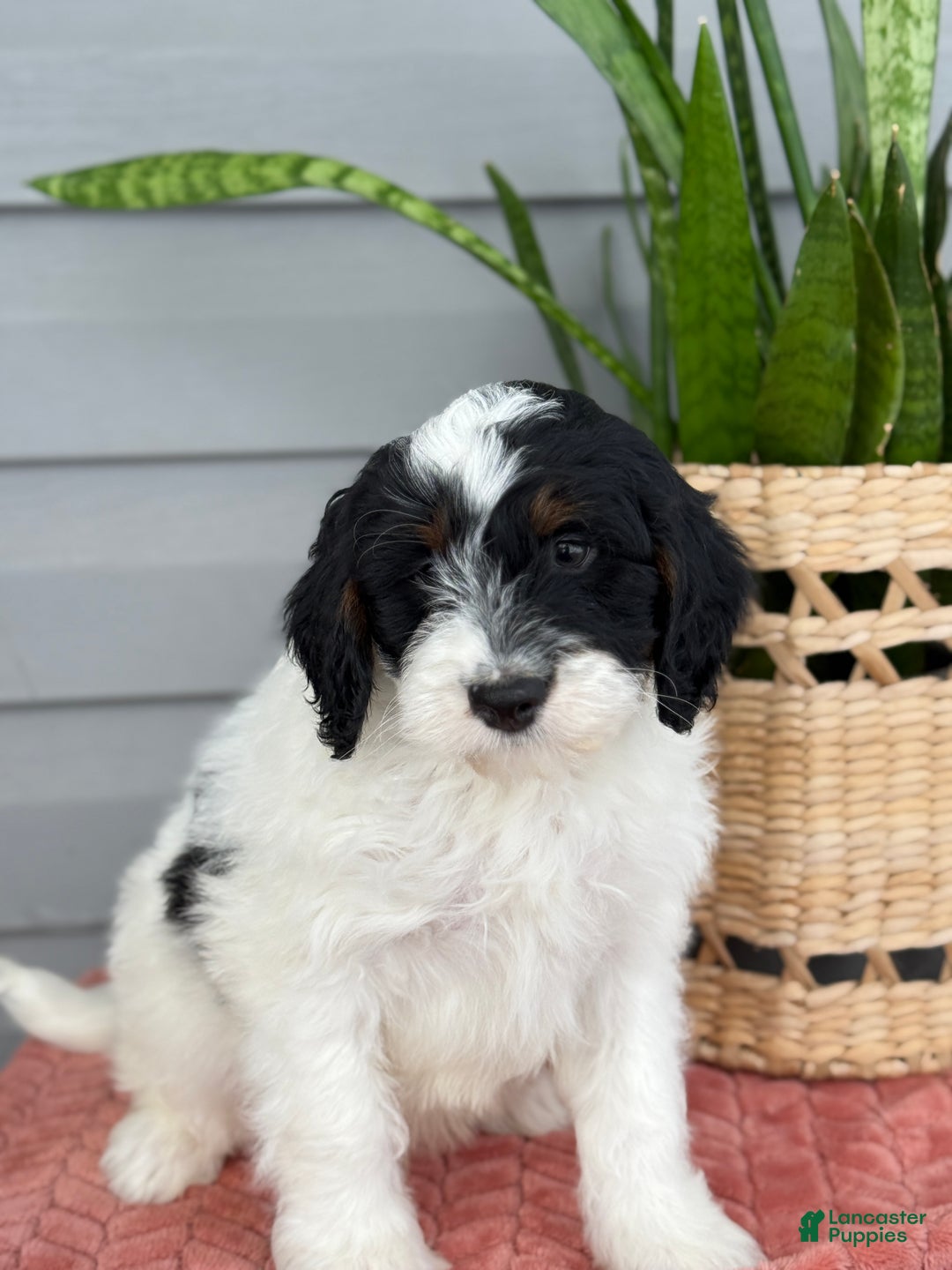 Mini Bernedoodle dogs for sale: Forrest - Ad 11