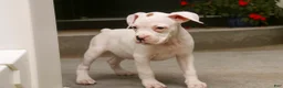 Boxer dogs for sale: Lily - Ad 5