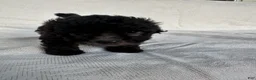 Morkie dogs for sale: Morkie 3 - Ad 2