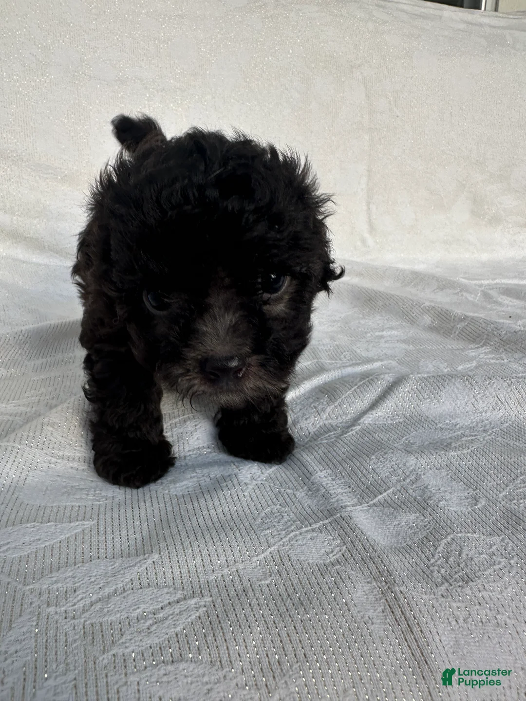 Morkie dogs for sale: Morkie 3 - Ad 2