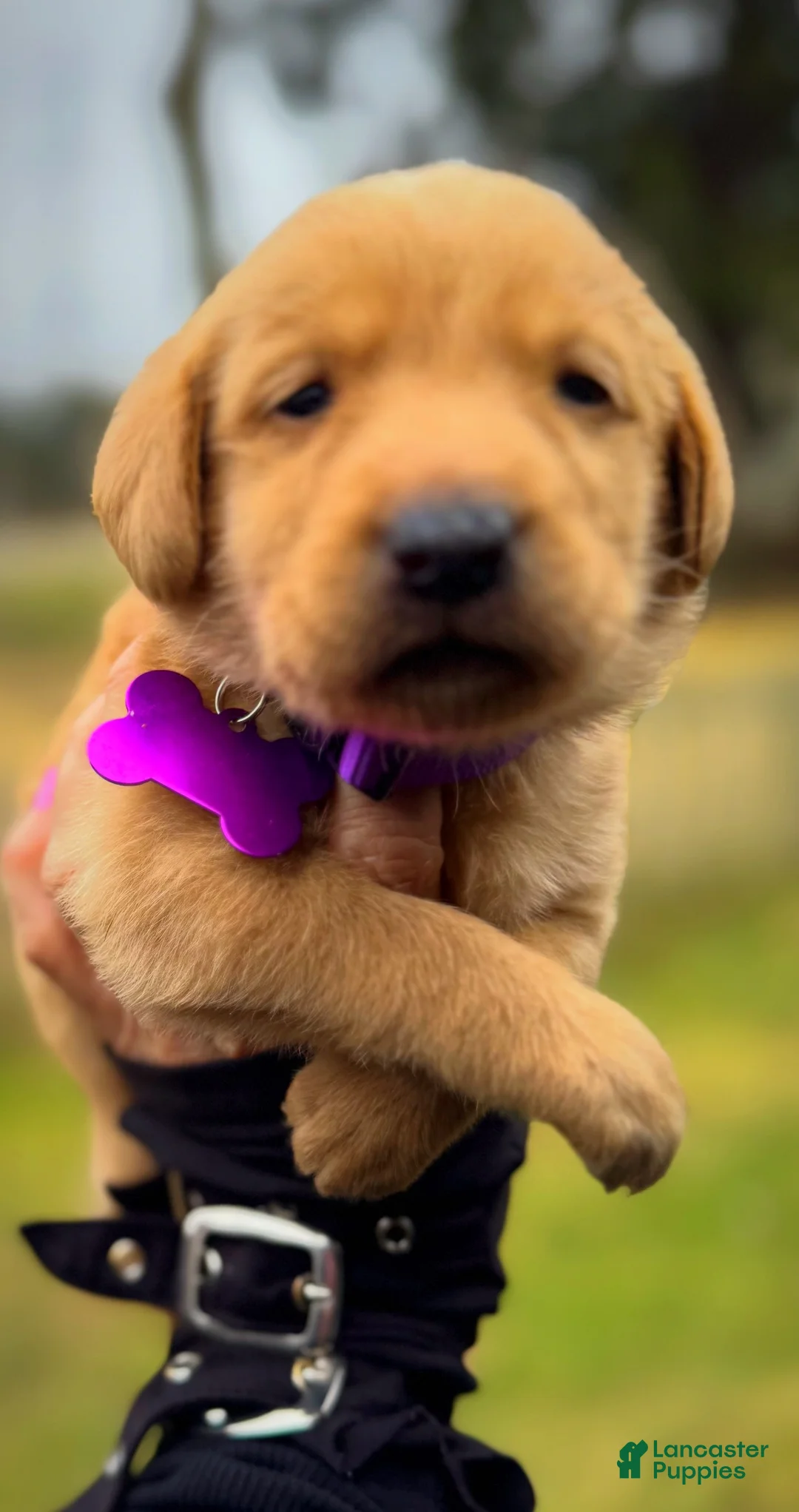 Labrador Retriever dogs for sale: Labrador Retriever Puppy 1 - Ad 2