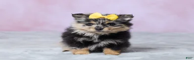 Daisy