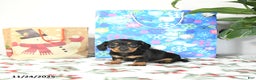 Miniature Dachshund dogs for sale: Lori - Ad 1