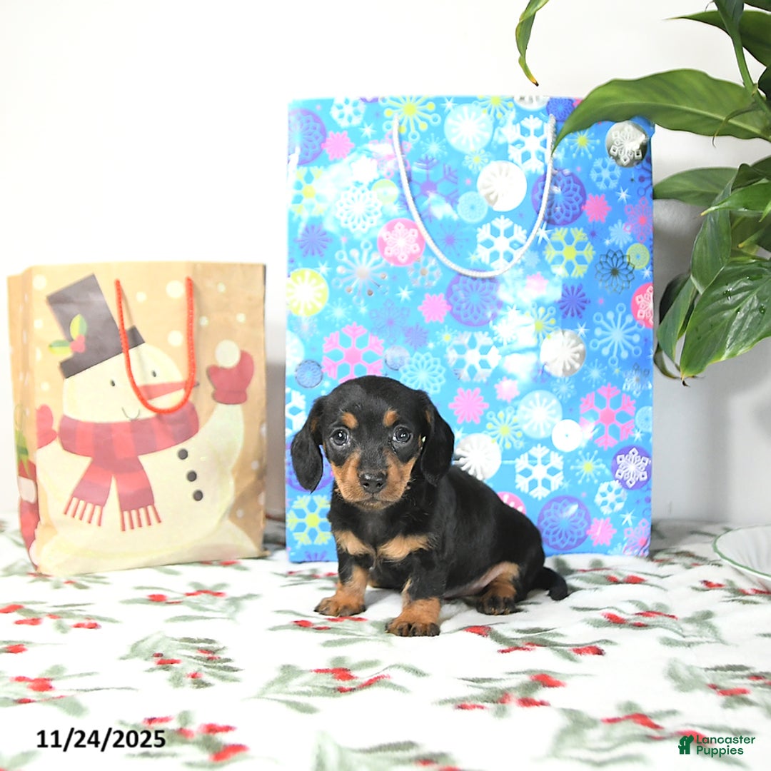 Miniature Dachshund dogs for sale: Lori - Ad 1