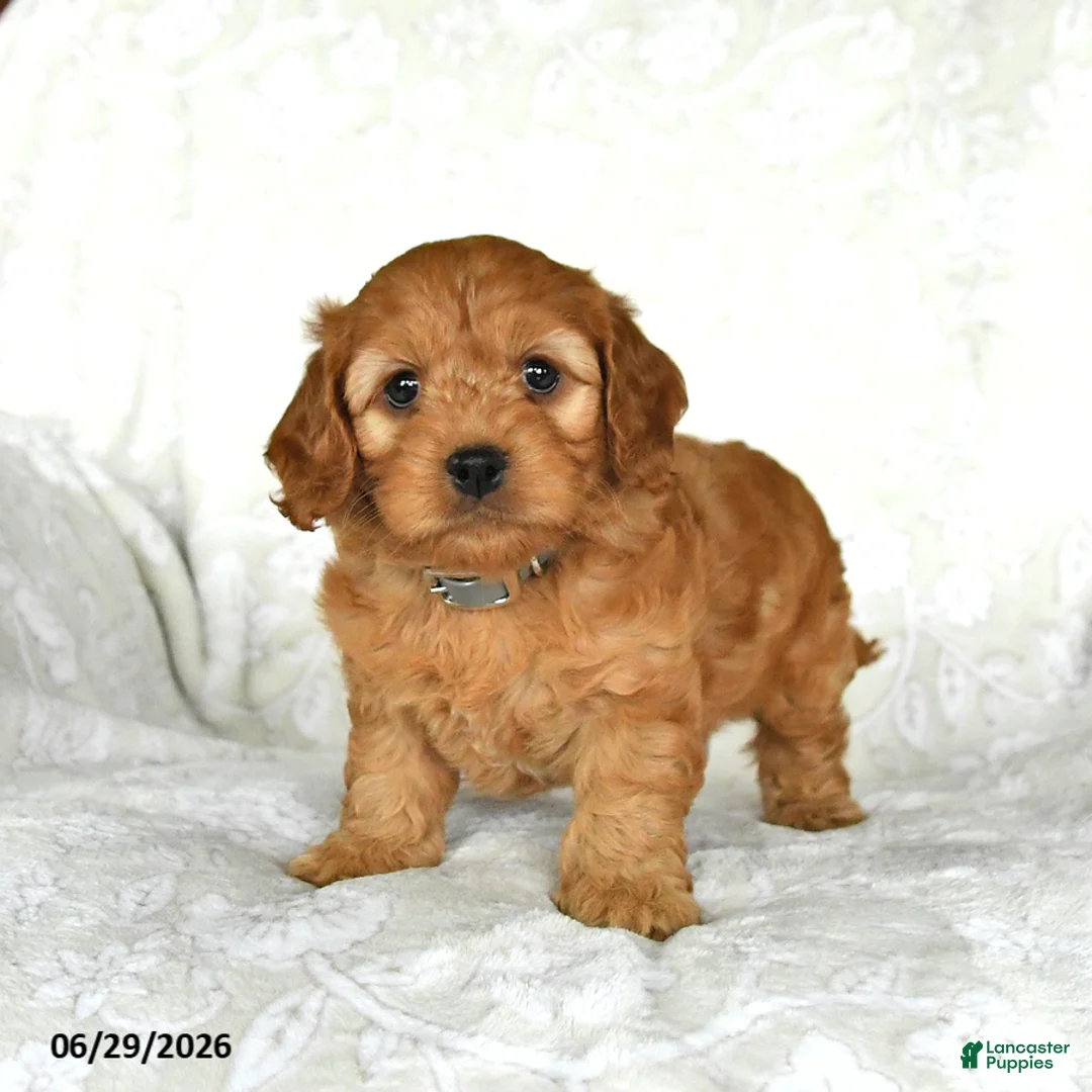 Cockapoo dogs for sale: Sweetheart - Ad 2