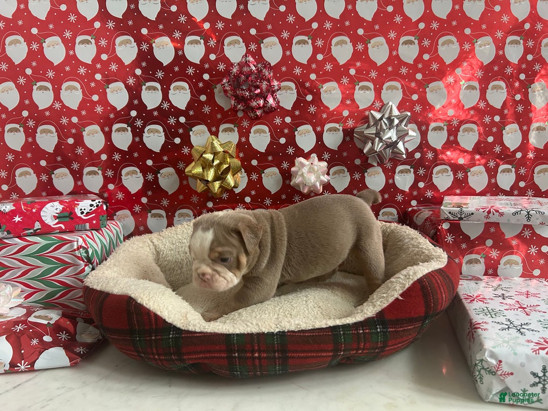 English Bulldog dogs for sale: Cooper - Ad 4