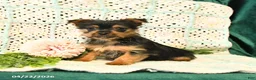 Yorkshire Terrier dogs for sale: Duke - Ad 3
