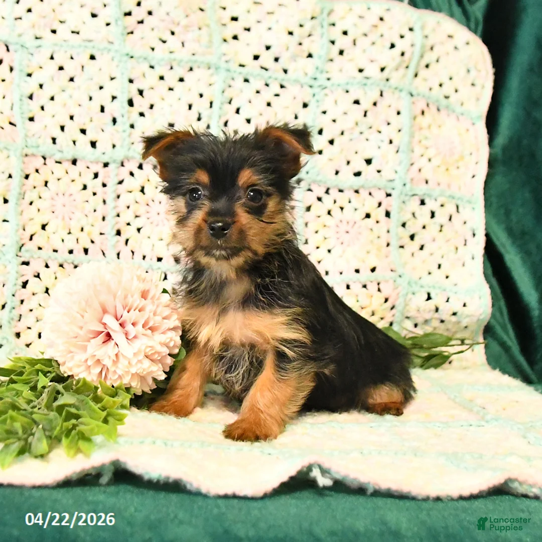 Yorkshire Terrier dogs for sale: Duke - Ad 3