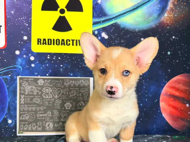 Welsh Corgi Pembroke dogs for sale: Cosmo - Ad 13