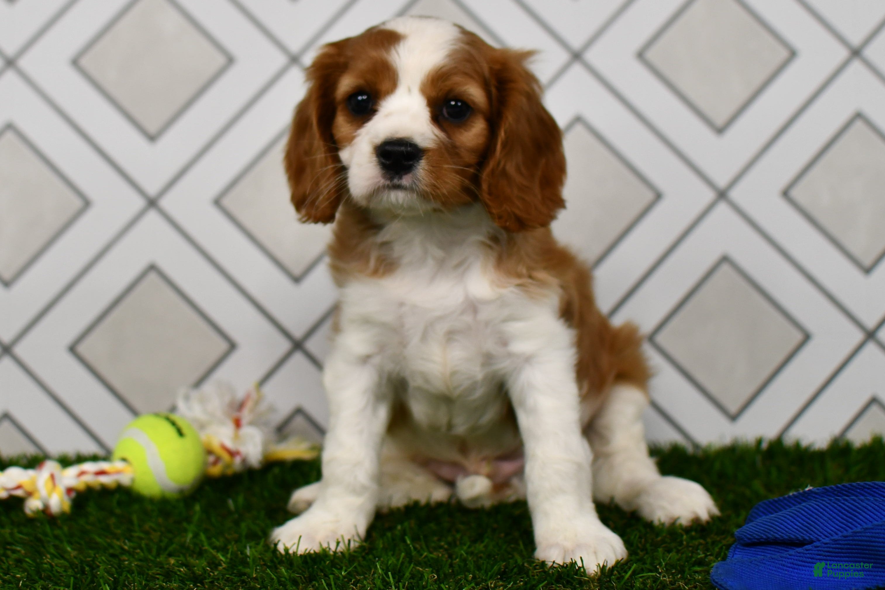 Cavalier King Charles Spaniel dogs Sarge  - Ad 1